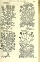 Picture 31 of 68 from The herball or, Generall historie of plantes (1597), leaf 615