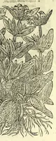 An illustration from The herball or, Generall historie of plantes (1597)