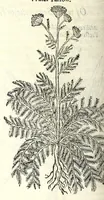 An illustration from The herball or, Generall historie of plantes (1597)