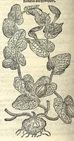 Picture 34 of 68 from The herball or, Generall historie of plantes (1597), leaf 722