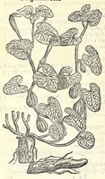 Picture 35 of 68 from The herball or, Generall historie of plantes (1597), leaf 722