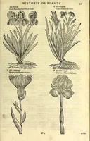 Picture 3 of 68 from The herball or, Generall historie of plantes (1597), leaf 75