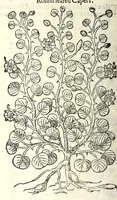 Picture 36 of 68 from The herball or, Generall historie of plantes (1597), leaf 774