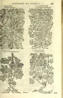 An illustration from The herball or, Generall historie of plantes (1597)