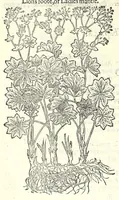 Picture 38 of 68 from The herball or, Generall historie of plantes (1597), leaf 828