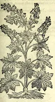 Picture 39 of 68 from The herball or, Generall historie of plantes (1597), leaf 847