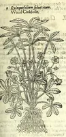 An illustration from The herball or, Generall historie of plantes (1597)