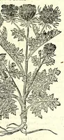 Picture 41 of 68 from The herball or, Generall historie of plantes (1597), leaf 899