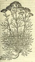 An illustration from The herball or, Generall historie of plantes (1597)