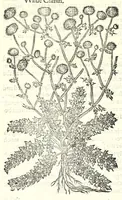 Picture 43 of 68 from The herball or, Generall historie of plantes (1597), leaf 934