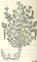 An illustration from The herball or, Generall historie of plantes (1597)