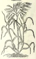 An illustration from The herball or, Generall historie of plantes (1597)