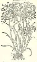 An illustration from The herball or, Generall historie of plantes (1597)