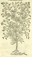 Picture 45 of 68 from The herball or, Generall historie of plantes (1597), leaf 949