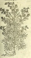 An illustration from The herball or, Generall historie of plantes (1597)