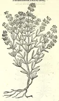 Picture 47 of 68 from The herball or, Generall historie of plantes (1597), leaf 984