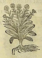 An illustration from Herbario nuouo (1585)