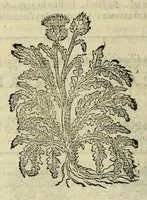 An illustration from Herbario nuouo (1585)