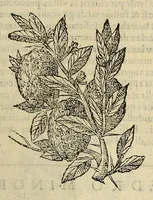 An illustration from Herbario nuouo (1585)