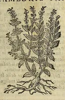 An illustration from Herbario nuouo (1585)