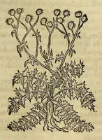 An illustration from Herbario nuouo (1585)
