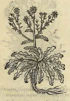 Picture 21 of 87 from Herbario nuouo (1585), leaf 161