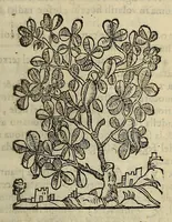 An illustration from Herbario nuouo (1585)