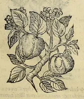 Picture 23 of 87 from Herbario nuouo (1585), leaf 169