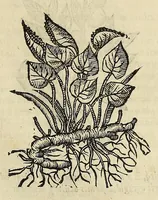An illustration from Herbario nuouo (1585)