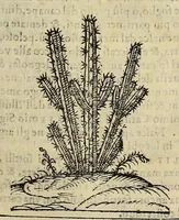 Picture 26 of 87 from Herbario nuouo (1585), leaf 193