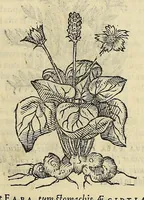 An illustration from Herbario nuouo (1585)