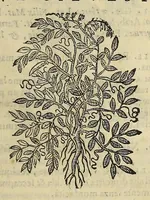 An illustration from Herbario nuouo (1585)