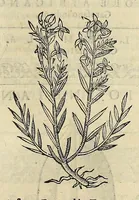 An illustration from Herbario nuouo (1585)