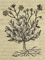 An illustration from Herbario nuouo (1585)