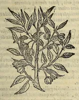 An illustration from Herbario nuouo (1585)