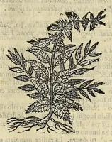 An illustration from Herbario nuouo (1585)