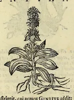 An illustration from Herbario nuouo (1585)