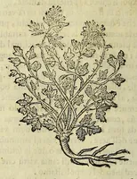 An illustration from Herbario nuouo (1585)