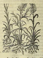 An illustration from Herbario nuouo (1585)