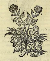 An illustration from Herbario nuouo (1585)