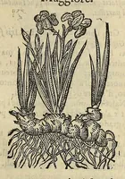 Picture 38 of 87 from Herbario nuouo (1585), leaf 257
