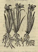 Picture 39 of 87 from Herbario nuouo (1585), leaf 257