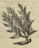 An illustration from Herbario nuouo (1585)