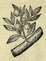 Picture 41 of 87 from Herbario nuouo (1585), leaf 268