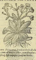 An illustration from Herbario nuouo (1585)