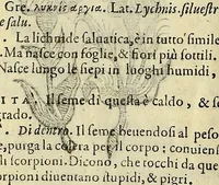 An illustration from Herbario nuouo (1585)