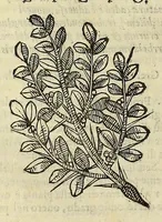 An illustration from Herbario nuouo (1585)