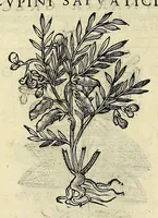 Picture 46 of 87 from Herbario nuouo (1585), leaf 286