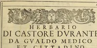 An illustration from Herbario nuouo (1585)