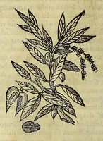 Picture 47 of 87 from Herbario nuouo (1585), leaf 292